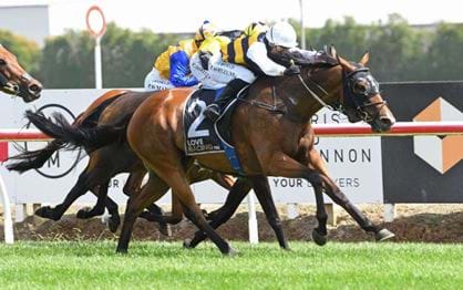 Kiwi stayer to chase Cup start